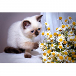 Kasside meisterdamine teemantmaaling Cats Dimaond tikandid Full Drill Cat Teemantmaal 20X30CM