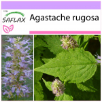 SAFLAX - Korea piparm&uuml;nt - 1200 seemet - Agastache rugosa