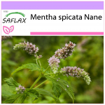 SAFLAX - Mehhiko nana piparm&uuml;nt - 500 seemet - Mentha spicata
