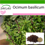 SAFLAX - Tai basiilik - 200 seemet - Potisubstraadiga paremaks kasvatamiseks - Ocimum basilicum