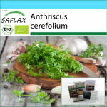 SAFLAX - Kinkekomplekt - Orgaaniline - Chervil - 800 seemet - Koos kinkekarbi, kaardi, etiketi ja potisubstraadiga - Anthriscus cerefolium