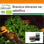 SAFLAX - Aed kotis - Orgaaniline - Lehtkapsas - Westland Winter - 70 seemet - Substraadiga sobivas p&uuml;stises kotis - Brassica oleracea