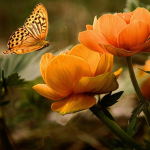 5D Teemanttikandid Loomade liblikas ristpistes Teemantmaaling Teemantmaastikud kivid Full Round 20x20CM