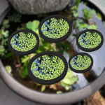 5 Pc Aquarium Floating Plant Corral for Keeping Plants in Place