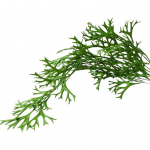 Youshengi kunstlik s&otilde;najalgade UV-kindel realistlik korduvkasutatav kodu pulmapidu Kunstrohelised taimed siseruumides v&auml;ljas aia &otilde;ue kaunistamiseks fotorekvisiidid 50 cm