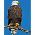 5D DIY teemantmaal  Ameerika kotkas  Tikand Ristpistes Kodukaunistuse kingitus 20X30CM