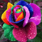 Diamont Painting Flower Diamond Art Full Drill Ristpistes Teemantmaal T&auml;ispuur 20*20cm