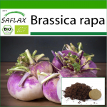 SAFLAX - Mahe - Naeris - Milan Purple - 600 seemet - Potisubstraadiga paremaks kasvatamiseks - Brassica rapa