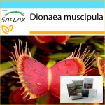 SAFLAX - Kingikomplekt - Venus Fly Trap - 10 seemet - Koos kinkekarbi, kaardi, etiketi ja potisubstraadiga - Dionaea muscipula