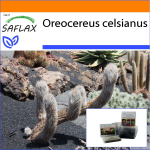 SAFLAX - Aed kotis - Andide vanamees - 40 seemet - Substraadiga sobivas p&uuml;stises kotis - Oreocereus celsianus