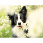 5D DIY koer Yorkshire'i terjer Teemantv&auml;rvimine Ristpistega T&auml;is&uuml;mmargune Teemanttikandid Rhinestone Mosaiic Kodukaunistus Full Round 20x30CM