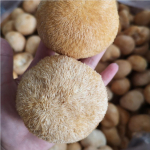 Kvaliteetne kuivatatud l&otilde;vim&uuml;tsiseene Hericium Erinaceus 250g
