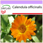 SAFLAX - Pot Marygold - 50 seemet - Calendula officinalis