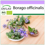 SAFLAX &ndash; Mahe &ndash; Kurgirohi &ndash; 40 seemet &ndash; Borago officinalis