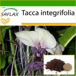 SAFLAX &ndash; Valge nahkhiirelill &ndash; 10 seemet &ndash; Potisubstraadiga paremaks kasvatamiseks &ndash; Tacca integrifolia