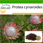 SAFLAX - Giant King Protea - 5 seemet - Potisubstraadiga paremaks kasvatamiseks - Protea cynaroides