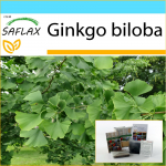 SAFLAX - Kingikomplekt - Neitsikarvapuu - 4 seemet - Kinkekarbi, kaardi, etiketi ja potisubstraadiga - Ginkgo biloba