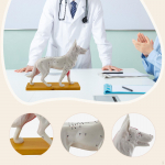 Koera anatoomia mudel Loom Hariduslik &Uuml;ksikasjalik v&auml;ljapanek Uuring Teadus Kogutav m&auml;nguasi Veterinaaria