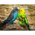 Uus 5D DIY Teemantmaaling Loomade Ristpistes Papagoi Teemanttikandid Rhinestones T&auml;isringi puurid K&auml;sit&ouml;&ouml; Kodukaunistus Full Round 15x20CM