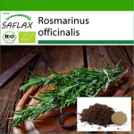 SAFLAX - Orgaaniline - Rosmariin - 40 seemet - Potisubstraadiga paremaks kasvatamiseks - Rosmarinus officinalis