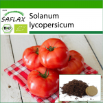 SAFLAX - Orgaaniline - Tomat - Saint Pierre - 15 seemet - Potisubstraadiga paremaks kasvatamiseks - Solanum lycopersicum