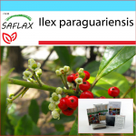 SAFLAX &ndash; Kingikomplekt &ndash; Yerba mate &ndash; 10 seemet &ndash; Koos kinkekarbi, kaardi, etiketi ja potisubstraadiga &ndash; Ilex paraguariensis