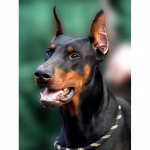 5D DIY Teemantmaali Koer T&auml;is&uuml;mmargune Teemanttikandid Loomamosaiik Rhinestone Kit Decor Kodu Full Round 40x50CM