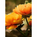 5D DIY Teemantmaali Lillede Ristpistes Komplekt Teemanttikandid Lilled Roos Mosaiik Pilt kividest Dekoratsioonikingitus Full Round 20x30CM