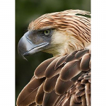 Eagle DIY 5D Teemantmaal T&auml;is&uuml;mmargune puurlind Teemanttikandid Ristpistes mosaiikkomplektid Seinakunst Kodukaunistus Full Round 20x30CM