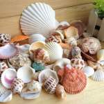 60tk Segatud Mere-Rannakarbid K&auml;sit&ouml;&ouml;karbid Akvaariumi Kaunistus Fotode Rekvisiidid shell coquillage kodu kaunistamise tarvikud