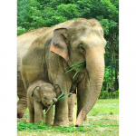 T&auml;ielik teemant &uuml;mmargune / ruudukujuline teemantmaaling elevant v&auml;rviline mosaiik loom tikandid kivist purjeka pilt kodukaunistus Full Round 20X30CM punane