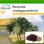 SAFLAX - Traveller's Tree - 8 seemet - Potisubstraadiga paremaks kasvatamiseks - Ravenala madagascariensis