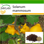 SAFLAX - Love Apple / Nipplefruit - 10 seemet - Potisubstraadiga paremaks kasvatamiseks - Solanum mammosum