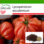 SAFLAX - Tomat - Costoluto Genovese - 10 seemet - Potisubstraadiga paremaks kasvatamiseks - Lycopersicon esculentum