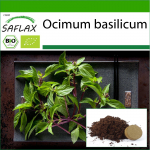 SAFLAX &ndash; Orgaaniline &ndash; Basiilik Thai &ndash; 250 seemet &ndash; Potisubstraadiga paremaks kasvatamiseks &ndash; Ocimum basilicum