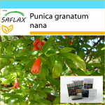 SAFLAX - Kingikomplekt - K&auml;&auml;bus granaat&otilde;un - 50 seemet - Koos kinkekarbi, kaardi, etiketi ja potisubstraadiga - Punica granatum nana