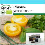 SAFLAX &ndash; Kinkekomplekt &ndash; Orgaaniline &ndash; Tomat &ndash; Kuldne Kuninganna &ndash; 15 seemet &ndash; Koos kinkekarbi, kaardi, etiketi ja potisubstraadiga &ndash; Solanum lycopersicum