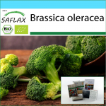 SAFLAX &ndash; Kingikomplekt &ndash; Orgaaniline &ndash; Brokkoli &ndash; Calabrese &ndash; 100 seemet &ndash; Koos kinkekarbi, kaardi, etiketi ja potisubstraadiga &ndash; Brassica oleracea