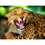 5D teemantmaaling, naine, loom, teemanttikandid Full Round 20x30CM