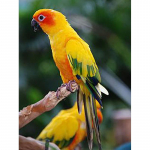 Isetegija 5d teemantmaal T&auml;isringi puur Papagoi kleebis Mosaiik Ristpistes Loom Tikand Lind Kodukaunistus Seinakunst Kingitus Full Round 60x90CM