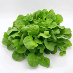 150 Graines de M&acirc;che &agrave; Grosse Graines