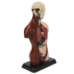 Inimkeha mudeli eemaldatav simulatsioon unisex inimese torso mudel &uuml;li&otilde;pilaste &otilde;petamiseks