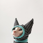 Neljajalgne triibuline s&auml;rgik&uuml;bar sabaotsakuga &uuml;likond Sphynx-kassile Kevadine must dressipluus kassipoegadele Karvutud Soojad S&uuml;gisr&otilde;ivad XS black