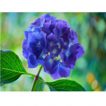 Teemanttikandid Maalimine Ristpistekomplektid Seinamosaiik Sinised lilled Kodukaunistuse kingitus 20X30CM