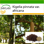 SAFLAX - Vorstipuu - 10 seemet - Potisubstraadiga paremaks kasvatamiseks - Kigelia pinnata