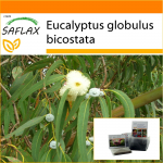 SAFLAX - Aed kotis - Tasmaania sinikas - 100 seemet - Substraadiga sobivas p&uuml;stises kotis - Eucalyptus globulus