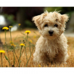 5D isetegemise kunst Teemantmaal T&auml;ispuurimine Lemmikloomakoera pildid Lille Armas Tikand Ristpiste 20X30CM