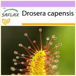 SAFLAX - African Sundew - 200 seemet - Drosera capensis