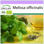 SAFLAX &ndash; Orgaaniline &ndash; Sidrunmeliss &ndash; 1000 seemet &ndash; Melissa officinalis