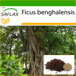 SAFLAX &ndash; India banjanipuu &ndash; 20 seemet &ndash; Potisubstraadiga paremaks kasvatamiseks &ndash; Ficus benghalensis